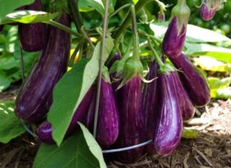 What Are the Benefits of Eating Eggplant? 3 Nutritious and Easy Recipes Featuring Eggplant.