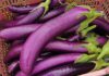 “7 Groups Who Should Avoid Eggplants”