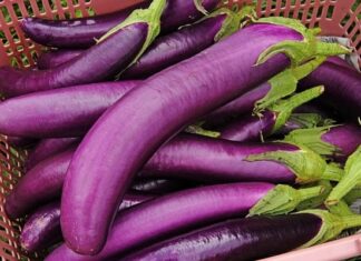 “7 Groups Who Should Avoid Eggplants”