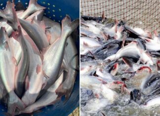 The Humble Fish: Elevating a Vietnamese Market Staple into a Billion-Dollar Delicacy for the US Palate