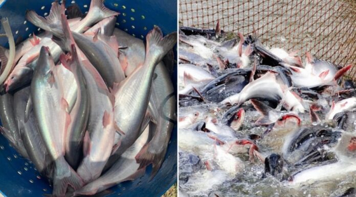 The Humble Fish: Elevating a Vietnamese Market Staple into a Billion-Dollar Delicacy for the US Palate