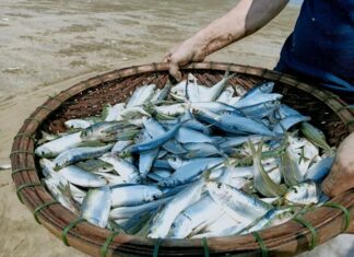 4 Types of Fish That Are More Nutritious Than Salmon, Yet Cheaper