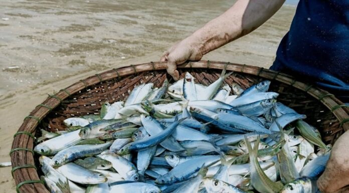 4 Types of Fish That Are More Nutritious Than Salmon, Yet Cheaper