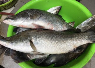 The Ultimate Seafood Delight: A Tasty and Nutritious Catch, Cheaper than Salmon and Yours for Under $2/lb.