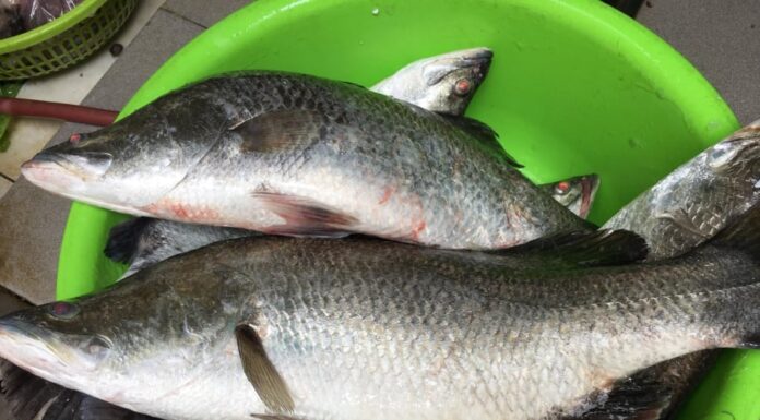 The Ultimate Seafood Delight: A Tasty and Nutritious Catch, Cheaper than Salmon and Yours for Under $2/lb.