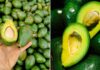 How to Pick a Perfect Avocado: A Guide to Choosing the Best Fruit