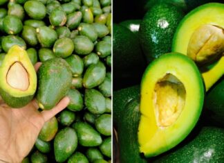 How to Pick a Perfect Avocado: A Guide to Choosing the Best Fruit