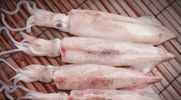 “The Ultimate Guide to Crispy, Tangy Fried Squid: A Mouthwatering Delight”