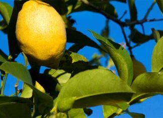 How to Grow American Yellow Lemon Trees