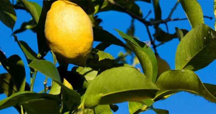 How to Grow American Yellow Lemon Trees