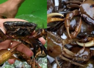 The Ultimate Guide to Choosing the Best Crab: A Delicious Dish with a Tasty Broth