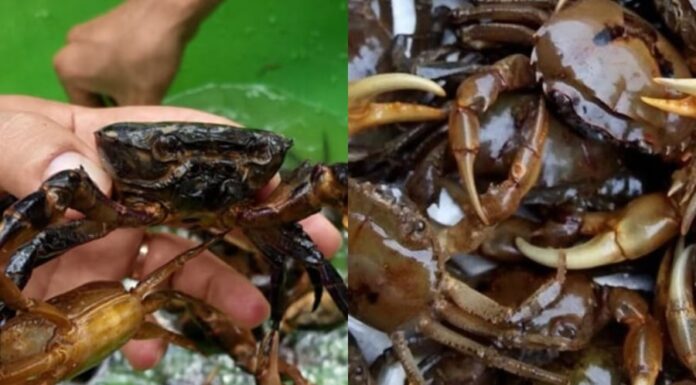 The Ultimate Guide to Choosing the Best Crab: A Delicious Dish with a Tasty Broth