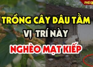 Title: “The Perils of the ‘Withering’ Loc Tree: Unveiling the Mystery”