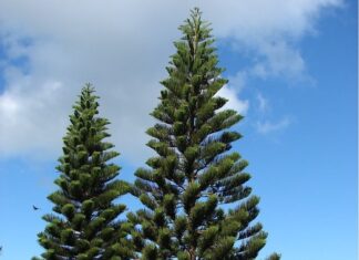 5 Plants That Bring Bad Luck and Poverty: The Greener They Are, the More You Suffer