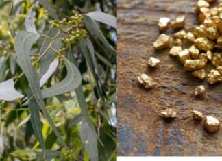 The Surprising Tree That Can Store Gold in Its Leaves, Commonly Grown in Vietnam