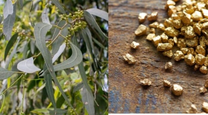 The Surprising Tree That Can Store Gold in Its Leaves, Commonly Grown in Vietnam