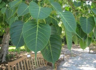 The Money-Blocking, Fortune-Attracting, 5-Tree Combo: Perennial Plants to Boost Your Wealth and Well-Being