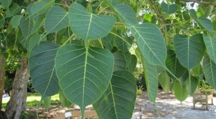 The Money-Blocking, Fortune-Attracting, 5-Tree Combo: Perennial Plants to Boost Your Wealth and Well-Being