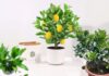 The Green Thumb’s Guide: Four Fruits to Grow in Small Spaces for a Prosperous Home