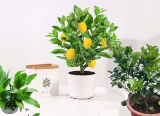 The Green Thumb’s Guide: Four Fruits to Grow in Small Spaces for a Prosperous Home