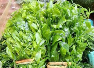 The Forgotten Forage: Unwanted Weeds Turned Delicacy, Fetching a Whopping $9 USD per Pound.