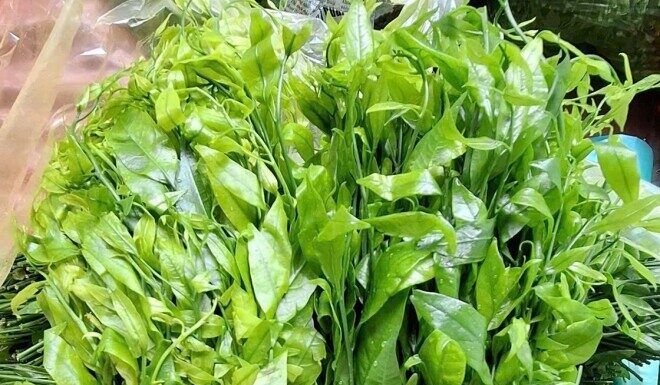 The Forgotten Forage: Unwanted Weeds Turned Delicacy, Fetching a Whopping $9 USD per Pound.