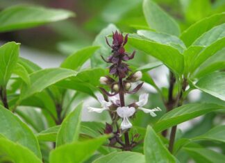 The Ultimate Herb: Attract Wealth, Luck, and Health – A Must-Have for Every Home