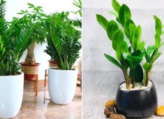 What Zodiac Signs Are Best Suited for Growing Money Trees?