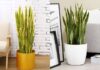 The Power of the Snake Plant: Unveiling the Luck and Prosperity it Brings When Placed in the Right Spot