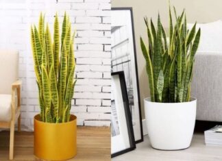 The Power of the Snake Plant: Unveiling the Luck and Prosperity it Brings When Placed in the Right Spot