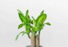 6 Types of Houseplants that ‘Attract Wealth and Ward Off Negative Energy’: Plant One Pot and Enjoy Prosperity for 3 Generations, Abundance Flows In, and Peace Reigns