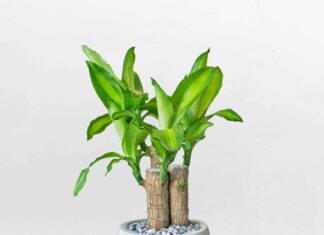 6 Types of Houseplants that ‘Attract Wealth and Ward Off Negative Energy’: Plant One Pot and Enjoy Prosperity for 3 Generations, Abundance Flows In, and Peace Reigns