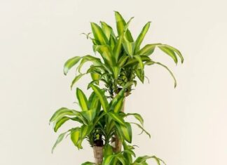 The 9 Lucky Plants to Grow for Prosperity: Attract Wealth, Protect Your Home, and Transform Your Fortune