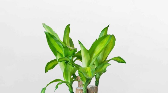 The Lucky Three: Plants to Boost Your Office Fortune