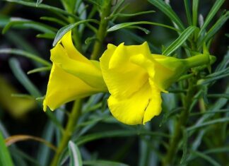 The Hidden Dangers of Feng Shui: Beware of These Beautiful yet Toxic Plants When Choosing Your Greenery