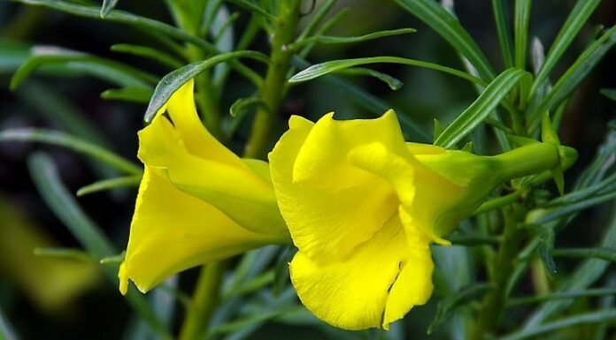 The Hidden Dangers of Feng Shui: Beware of These Beautiful yet Toxic Plants When Choosing Your Greenery