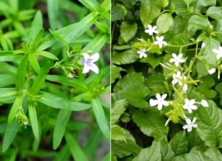 6 Types of Plants That Attract Snakes Into Your Home