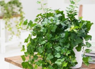 The Ultimate Summer Companion: This Tree is a Must-Have for Every Home