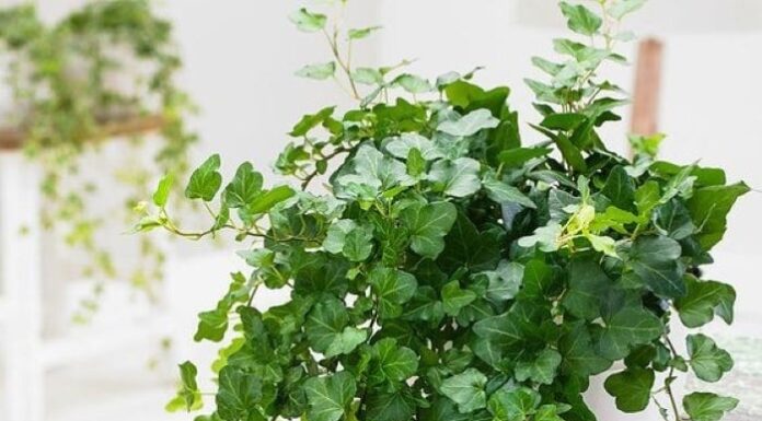 The Ultimate Summer Companion: This Tree is a Must-Have for Every Home