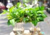 The Magic Plants: 5 Green Allies to Boost Your Child’s Academic Success