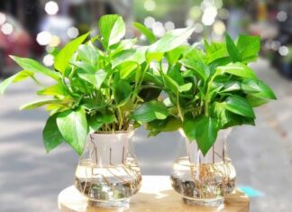 The Magic Plants: 5 Green Allies to Boost Your Child’s Academic Success