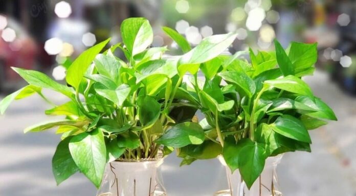 The Magic Plants: 5 Green Allies to Boost Your Child’s Academic Success