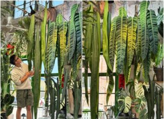 The Green-Fingered Guy: Nurturing an Enormous Indoor Plant with Foliage Fit for a Fairytale