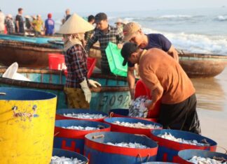 The Ultimate Seafood Experience: Beachgoers Indulge in Freshly Caught Delicacies at This Unique Market in Thanh Hoa