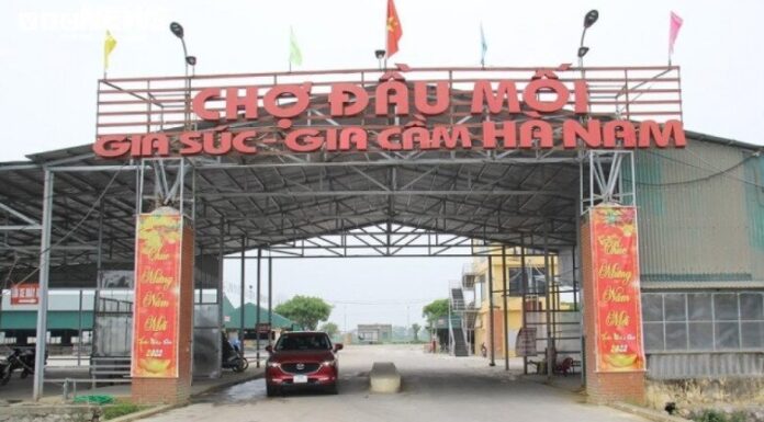 The Biggest “Pig Market” in Northern Vietnam: A Year-Round Affair in Ha Nam Province, Taking a Break Just for a Day