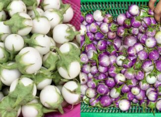 The Ultimate Guide to Crispy White Pickled Mustard Greens: A Fail-Proof Method for Perfect Results Every Time