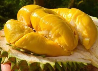 The King of Fruits: Indulge in the Ultimate Experience with this Natural Wonder