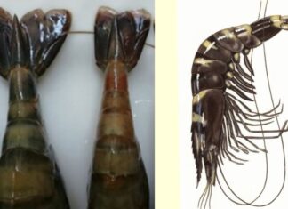 Is Fanned or Curled Shrimp Tail Better? 5 Pro Tips for Choosing the Best Shrimp and Avoiding Chemical-Injected Ones.
