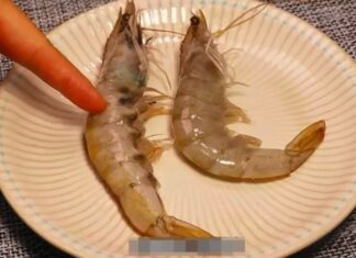 Choosing Shrimp: Curved or Straight? A Guide to Making the Right Selection.