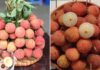 The Perfect Summer Treat: Discover 4 Tips for Choosing the Sweetest and Juiciest Lychees, Free from Worm Infestation
